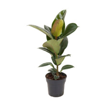 Lade das Bild in den Galerie-Viewer, Ficus elastica - Root Houseplants
