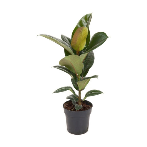 Ficus elastica - Root Houseplants