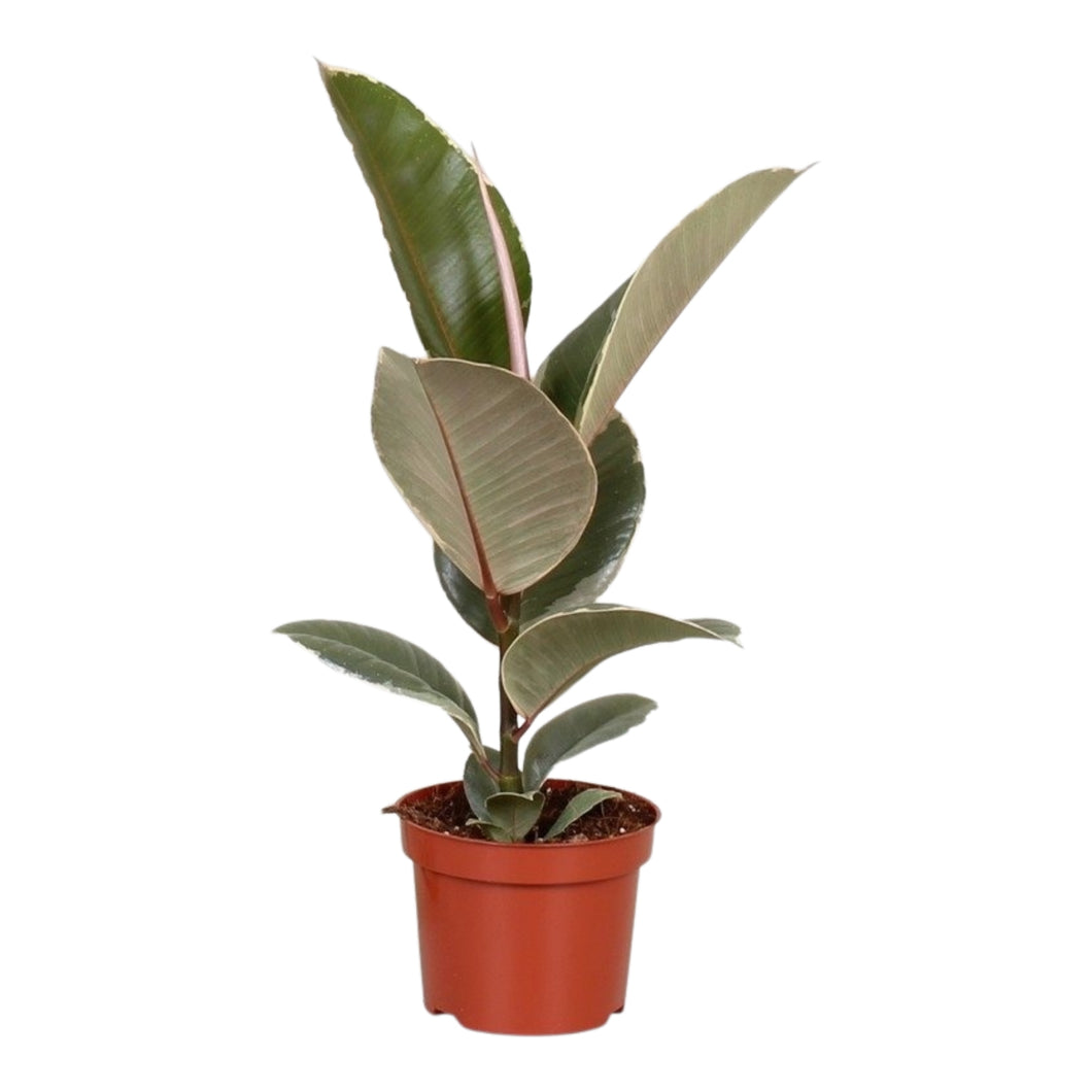 Ficus elastica - Root Houseplants