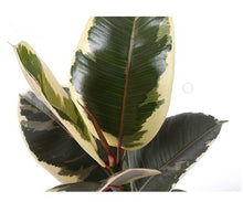 Lade das Bild in den Galerie-Viewer, Ficus elastica - Root Houseplants
