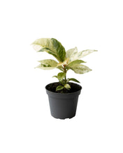 Load image into Gallery viewer, Ficus elastica &#39;Shivereana Moonshine&#39; - Root Houseplants
