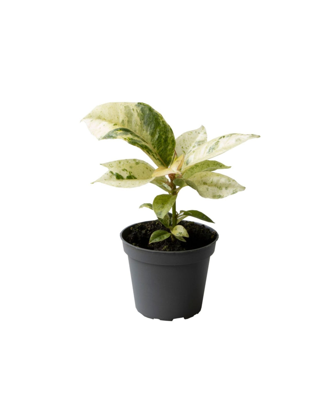 Ficus elastica 'Shivereana Moonshine' - Root Houseplants