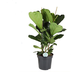 Ficus lyrata 'Fiddle Leaf Fig' - Root Houseplants