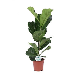 Ficus lyrata 'Fiddle Leaf Fig' - Root Houseplants