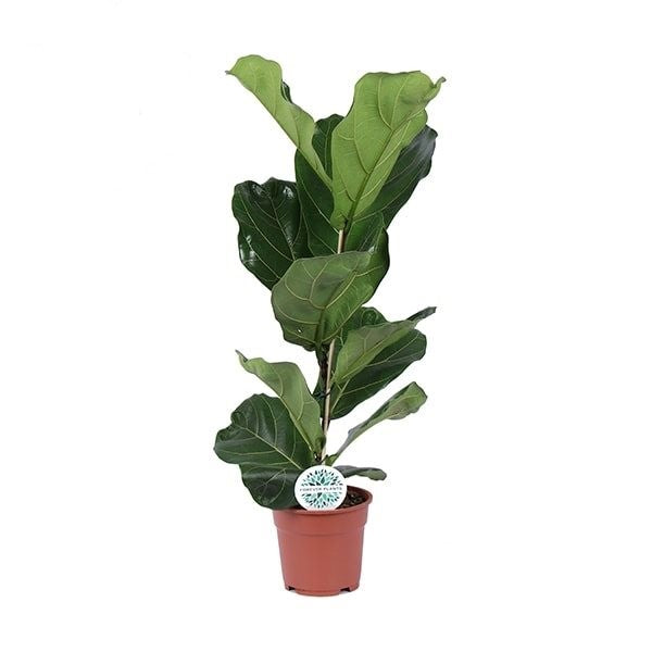 Ficus lyrata 'Fiddle Leaf Fig' - Root Houseplants