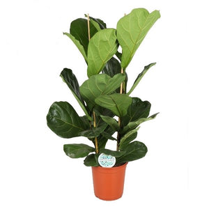 Ficus lyrata 'Fiddle Leaf Fig' - Root Houseplants