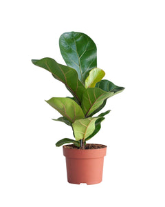 Ficus lyrata 'Fiddle Leaf Fig' - Root Houseplants