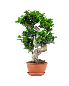 Ficus Microcarpa Ginseng - Bonsai - Root Houseplants