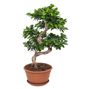 Ficus Microcarpa Ginseng - Bonsai - Root Houseplants