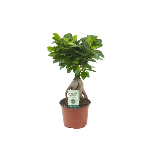 Ficus microcarpa Ginseng - Root Houseplants