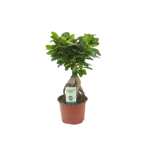Ficus microcarpa Ginseng - Root Houseplants