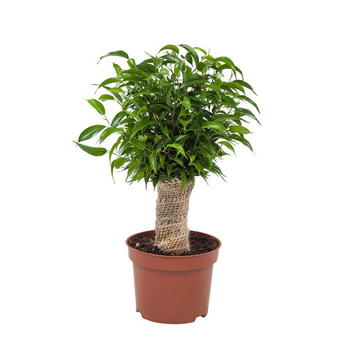 Ficus Natasja - Root Houseplants