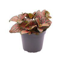 Charger l&#39;image dans la galerie, Fittonia albivenis - Root Houseplants
