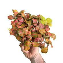 Charger l&#39;image dans la galerie, Fittonia albivenis - Root Houseplants
