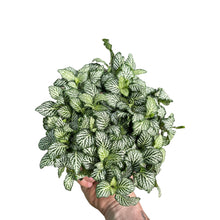 Charger l&#39;image dans la galerie, Fittonia albivenis - Root Houseplants
