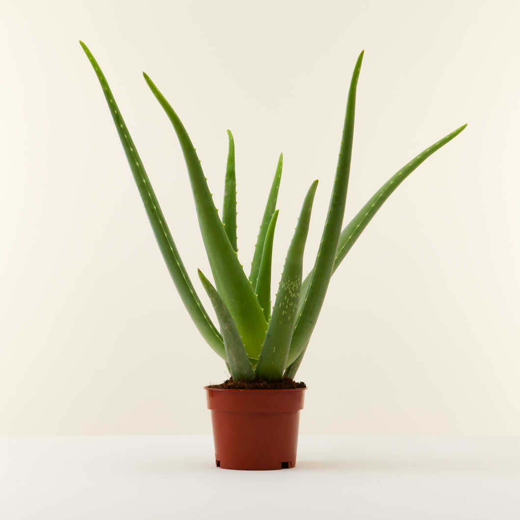 Aloe vera