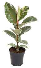 Load image into Gallery viewer, Ficus elastica
