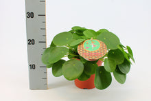 Load image into Gallery viewer, Pilea peperomioides
