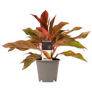 Aglaonema commutatum 'Crete'