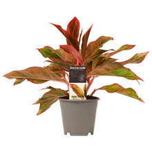 Load image into Gallery viewer, Aglaonema commutatum &#39;Crete&#39;
