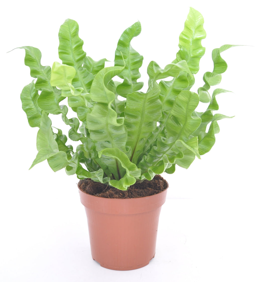 Asplenium nidus 'Crispy Wave'