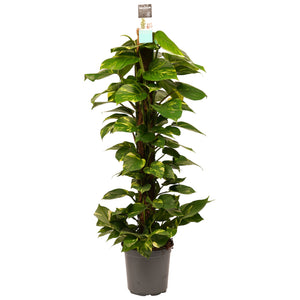 Epipremnum aureum - Devils Ivy, Pothos