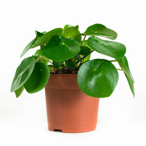 Pilea peperomioides