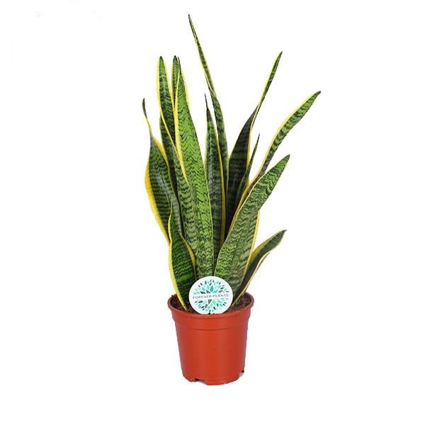 Sansevieria trifasciata 'Laurentii'