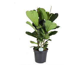 Load image into Gallery viewer, Ficus lyrata &#39;Fiddle Leaf Fig&#39;
