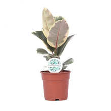 Load image into Gallery viewer, Ficus elastica
