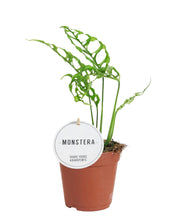 Load image into Gallery viewer, Monstera obliqua Peru Form
