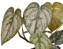 Load image into Gallery viewer, Philodendron brandtianum
