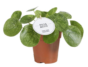 Pilea peperomioides