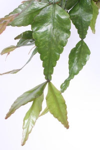 Rhipsalis elliptica