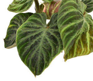 Philodendron verrucosum