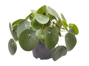 Pilea peperomioides