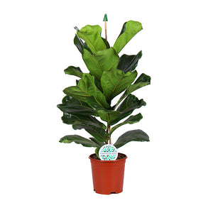 Ficus lyrata 'Fiddle Leaf Fig'