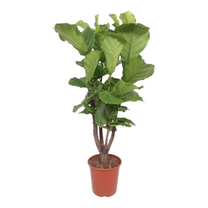 Ficus lyrata 'Fiddle Leaf Fig'