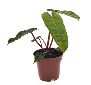 Philodendron billietiae