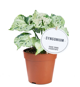 Syngonium 'Green Splash'