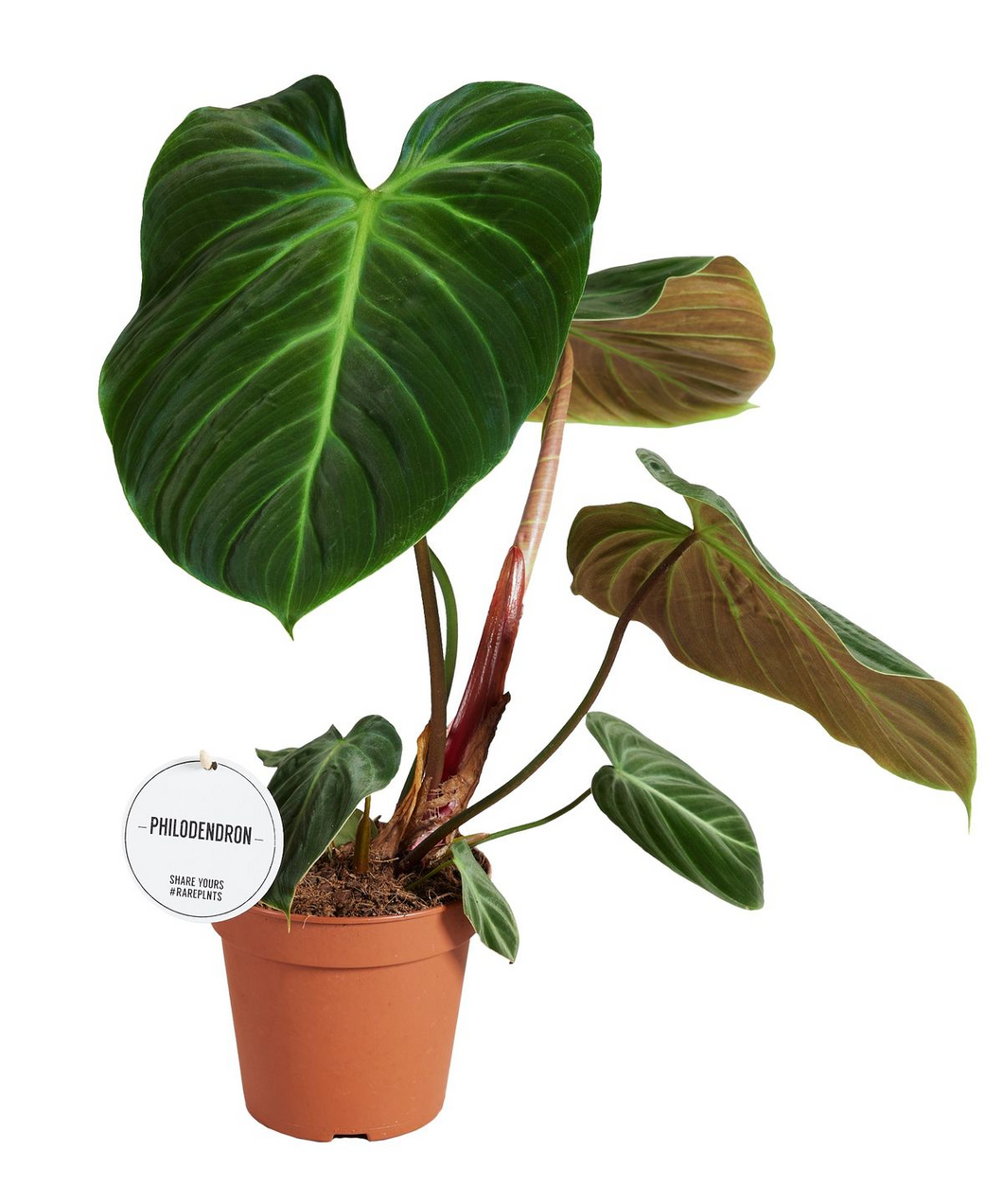 Philodendron rubrijuvenile (El Choco Red)