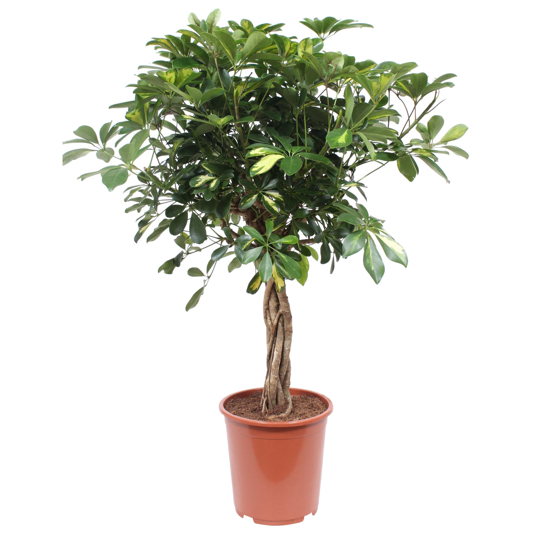 Schefflera arboricola 'Gold Capella'