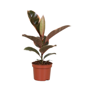 Ficus elastica