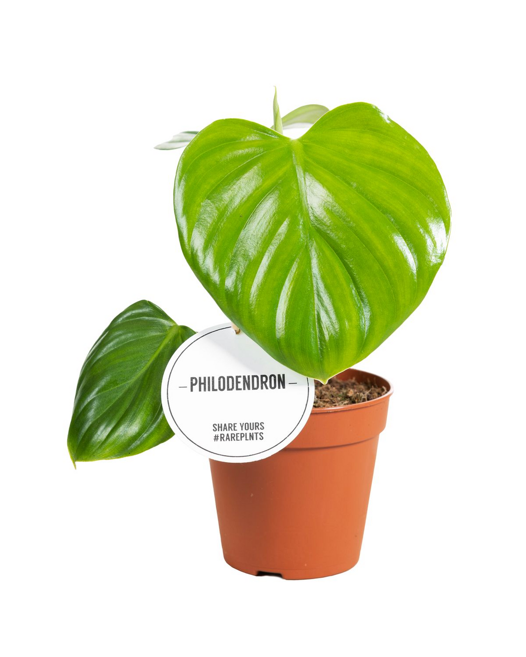 Philodendron Pittieri