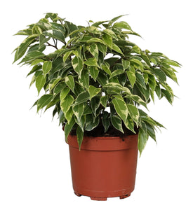 Ficus benjamina