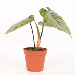 Philodendron sodiroi