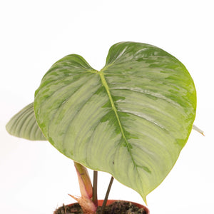 Philodendron sodiroi