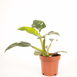 Philodendron erubescens 'White Princess'