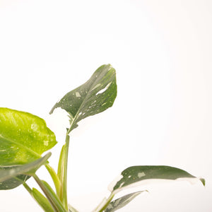 Philodendron erubescens 'White Princess'