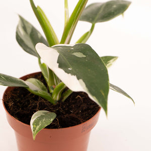 Philodendron erubescens 'White Princess'